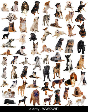 Immagine composita con cani di razza in uno sfondo bianco Foto Stock