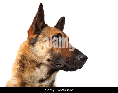 Razza sheepdgog belga malinois su sfondo bianco Foto Stock