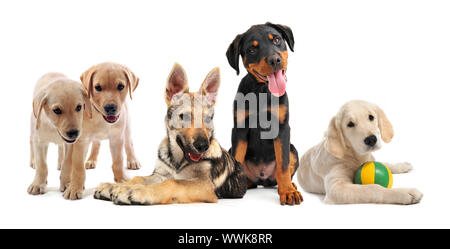 Gruppo di cuccioli di razza pura di fronte a uno sfondo bianco Foto Stock