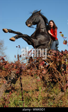 Allevamento di stallone nero e la giovane donna in vigna in autunno Foto Stock