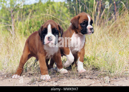 Tre cuccioli di razza boxer nella natura Foto Stock
