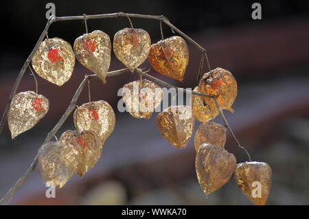 Lampion fiore (Physalis alkekengi) Foto Stock