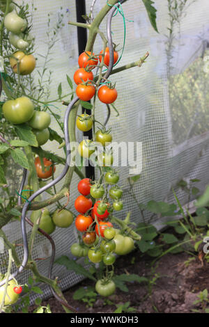 Pianta di pomodoro in serra in diversa fase di maturazione. Foto Stock