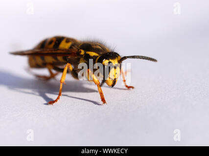 Bella wasp su un foglio di carta bianca: close up di insetto Foto Stock