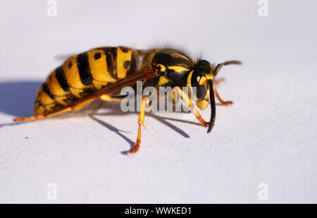 Bella wasp su un foglio di carta bianca: close up di insetto Foto Stock