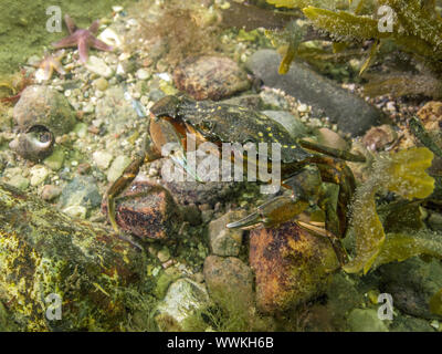 Granchio di puntello Foto Stock