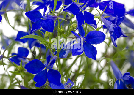 Gli uomini fedeli (Lobelia erinus), vista da vicino Foto Stock