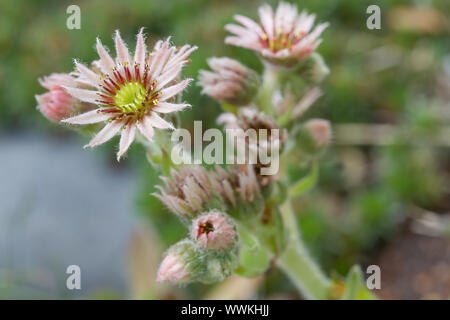 Casa root (sempervivum) vista da vicino Foto Stock