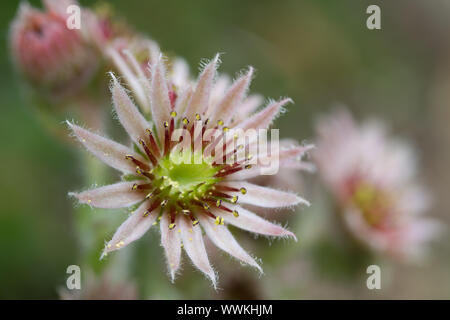 Casa root (sempervivum) vista da vicino Foto Stock