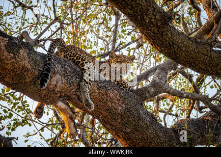 Vista spettacolare di Leopard su albero guardando la telecamera Foto Stock