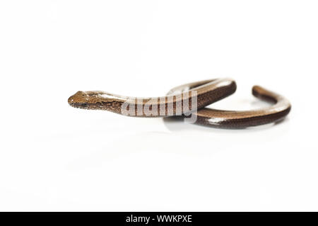 Close-up di un lento-worm blindworm Foto Stock