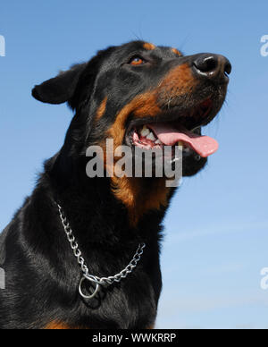 Ritratto di un francese di razza beauceron sheepdog Foto Stock