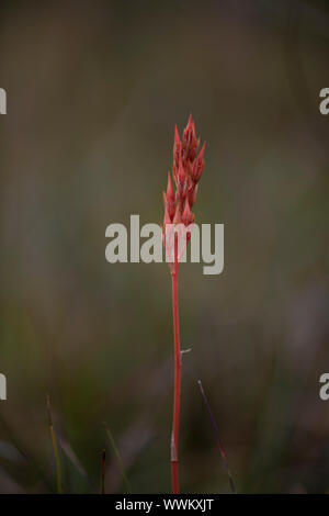 Bog asphodel (Narthecium ossifragum) seedhead, Dumfries Scozia SW Foto Stock