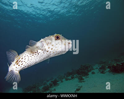 Giallo maculato burrfish Foto Stock