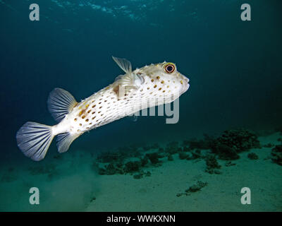 Giallo maculato burrfish Foto Stock