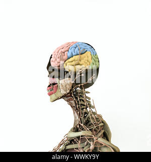 Donne modello anatomico isolati su sfondo bianco 3d illustrazione Foto Stock