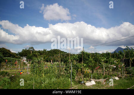 Terreni agricoli in Hong Kong Foto Stock