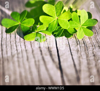 Fresche foglie di trifoglio su sfondo di legno Foto Stock