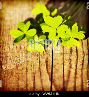 Fresche foglie di trifoglio su sfondo di legno, verde primavera bordo floreale, Lucky shamrock, St.Patrick's Day holiday simbolo Foto Stock