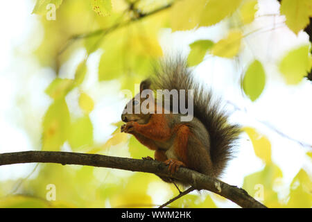 Lo scoiattolo salta nella foresta di autunno Foto Stock