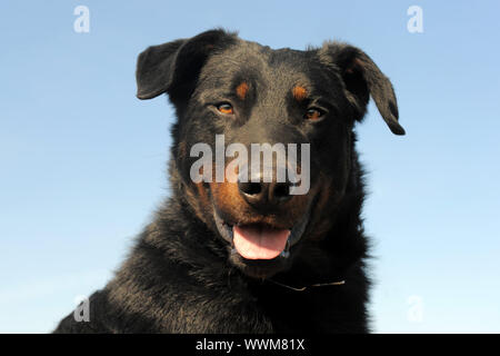 Ritratto di un francese di razza beauceron sheepdog Foto Stock