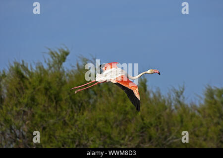 Rosa fenicottero (Phoenicopterus roseus) societé Flug im Foto Stock