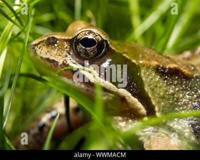 Politica europea comune rana Foto Stock