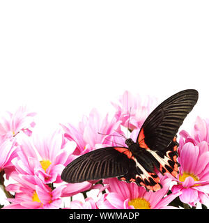 Papilio rumanzovia sui fiori