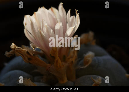 Infiorescenze del cactus Peyote, Lophophora williamsii Foto Stock