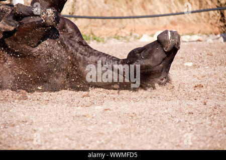 Razza cavallo menorcan prm cavallo di rotolamento esterna Foto Stock