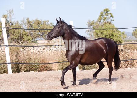 Razza cavallo menorcan prm cavallo di rotolamento esterna Foto Stock