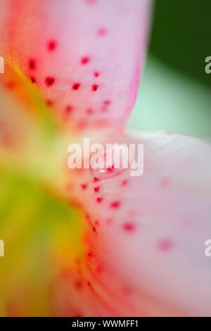Macro shot. goccia di acqua su petali di lilly Foto Stock