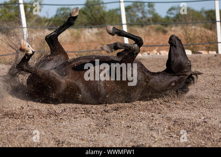 Razza cavallo menorcan prm cavallo di rotolamento esterna Foto Stock