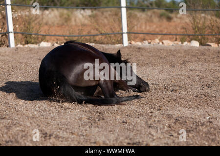 Razza cavallo menorcan prm cavallo di rotolamento esterna Foto Stock