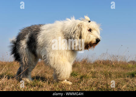 Razza Old English Sheepdog camminando in un campo Foto Stock