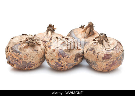 Acqua castagne isolati su sfondo bianco Foto Stock