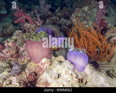 Magnifica anemone marittimo Foto Stock