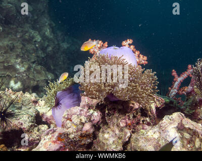 Anemonefish nosestripe (Amphiprion akallopisos) Foto Stock