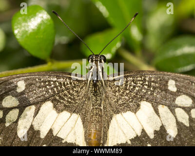 Farfalla di lime Foto Stock