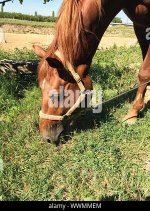 Horse sfiora in una radura.A cavalli domestici per il pascolo. Foto Stock