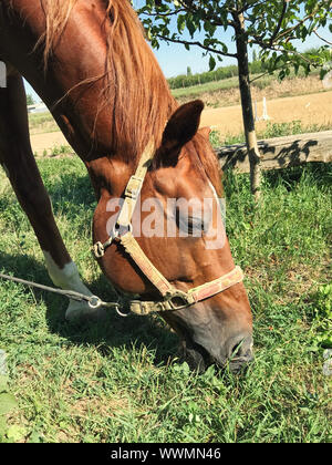 Horse sfiora in una radura.A cavalli domestici per il pascolo. Foto Stock