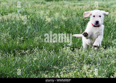 Cloud, una crema inglese Labrador Retriever - Golden Retriever designer misti razza 7 settimane vecchio cucciolo, correre e giocare in un campo. Extreme shallow Foto Stock