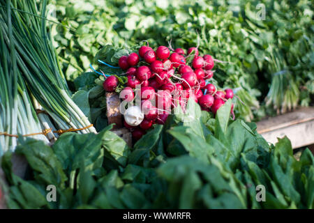 Gruppo di o appena raccolte, radicchio rosso. Pila di vibrante di ravanello rosso sul mercato o bazar con foglie verdi in background. Foto Stock