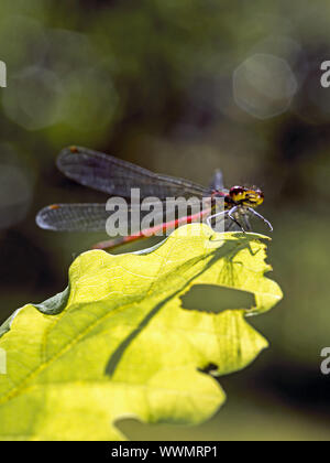 Rossi di grandi dimensioni (damselfly Pyrrhosoma nymphula) Foto Stock