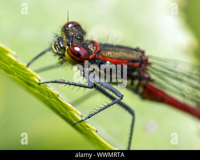 Rossi di grandi dimensioni (damselfly Pyrrhosoma nymphula) Foto Stock