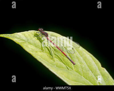 Rossi di grandi dimensioni (damselfly Pyrrhosoma nymphula) Foto Stock