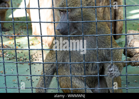 Triste orangutan bloccato nella gabbia. Una scimmia allo zoo. Foto Stock