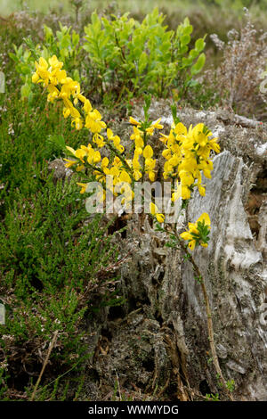 La ginestra fiore nel parco nazionale dell'Eifel, Germania Foto Stock