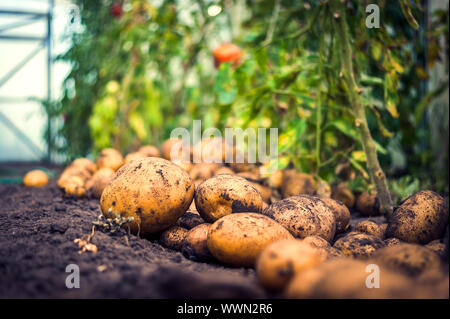 Basso angolo di vista appena raccolto di patate organico sul terreno e pomodori rossi in una serra, Porta chiusa in background. Stagione del raccolto di concetto Foto Stock