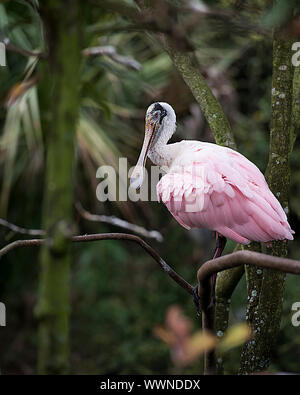 Roseate Spoonbill bird perch su un ramo godendo le sue circostanti e l'ambiente. Foto Stock